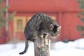 Grey tabby cat sitting on post