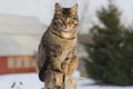 Grey tabby cat sitting on post Royalty Free Stock Photo