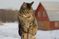 Grey tabby cat sitting on post Royalty Free Stock Photo