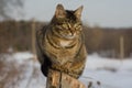 Grey tabby cat sitting on post Royalty Free Stock Photo