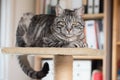 Grey tabby cat on a platform in the office Royalty Free Stock Photo