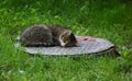 Grey tabby cat sleeps on a manhole cover in the green grass