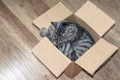 Grey tabby cat sleeps in a small box, the concept of a home for the animals