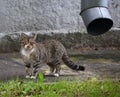 Grey tabby cat at the wall with a drainpipe
