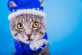 Grey tabby cat wearing blue New year hat with scarf on blue background Royalty Free Stock Photo