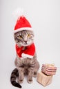 Grey tabby cat wears Santa`s hat and surrounded with presents on white background. Christmas and New year concept Royalty Free Stock Photo