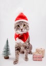 Grey tabby cat wears Santa`s hat and surrounded with presents on white background. Christmas and New year concept Royalty Free Stock Photo