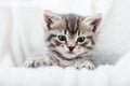 Grey tabby fluffy kitten hiding behind blanket on couch. Playful cat resting on soft white blanket at home alone. Kitten peeks out Royalty Free Stock Photo