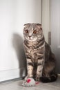 Grey tabby scottish fold cat with amber eyes sitting in the corner near his toy mouse Royalty Free Stock Photo