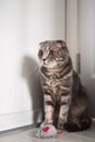 Grey tabby scottish fold cat with amber eyes sitting in the corner near his toy mouse Royalty Free Stock Photo