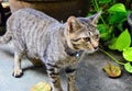 Grey Tabby Thai cat. Looking for something Royalty Free Stock Photo