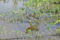 Tattler bird at Kealia Coastal Boardwalk, Maui, Hawaii