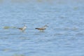 Grey-tailed Tattler Tringa brevipes.