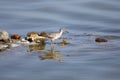 Grey-tailed Tattler