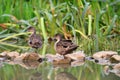 Grey Teal (Anas gracilis)