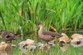 Grey Teal (Anas gracilis)