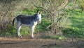 Grey tethered donkey enjoying winter sunshine in meadow one Andalusian morning