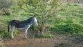 Grey tethered donkey enjoying winter sunshine in meadow one Andalusian morning