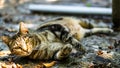 grey tiger cat looking angry at the camera with beautiful eyes Royalty Free Stock Photo