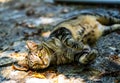 grey tiger cat looking at the camera with beautiful eyes Royalty Free Stock Photo