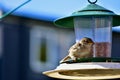 A bird eating worms on a bird feeder Royalty Free Stock Photo