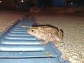 Grey toad  closeup at crepuscle Royalty Free Stock Photo