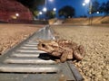 Grey toad closeup in evening Royalty Free Stock Photo