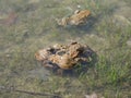 Grey toads amplexus Royalty Free Stock Photo