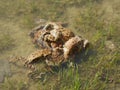 Grey toads amplexus Royalty Free Stock Photo
