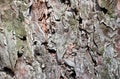 Grey tree bark close view