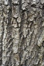 Grey tree bark. Texture of tree bark Royalty Free Stock Photo