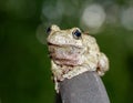 Grey tree frog with a green background, looking at the camera. Royalty Free Stock Photo