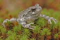 Grey tree-frog (Hyla versicolor) Royalty Free Stock Photo