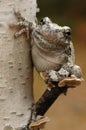 Grey tree-frog (Hyla versicolor) Royalty Free Stock Photo