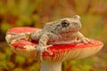 Grey tree-frog (Hyla versicolor) Royalty Free Stock Photo