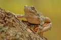 Grey tree-frog (Hyla versicolor) Royalty Free Stock Photo