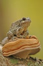 Grey tree-frog (Hyla versicolor) Royalty Free Stock Photo