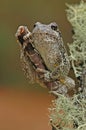 Grey tree-frog (Hyla versicolor) Royalty Free Stock Photo