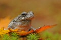 Grey tree-frog (Hyla versicolor) Royalty Free Stock Photo