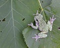 Grey Tree Frog on a Leaf