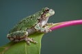 Grey tree frog on pokeweed