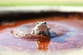 Grey Tree Frog Sitting in Bird Bath in Garden