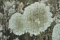 Grey tree lichens on a tree bark. The pattern formed by the contours of gray lichen on tree bark.