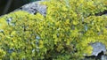 Tree trunk with yellow moss fungus Royalty Free Stock Photo