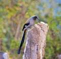 Grey Treepie Dendrocitta Formosae Royalty Free Stock Photo