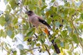 Grey Treepie Royalty Free Stock Photo