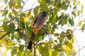 Grey Treepie Royalty Free Stock Photo