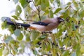 Grey Treepie Royalty Free Stock Photo