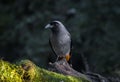 Grey treepie or Himalayan treepie Royalty Free Stock Photo