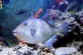 Grey Triggerfish 3 Royalty Free Stock Photo